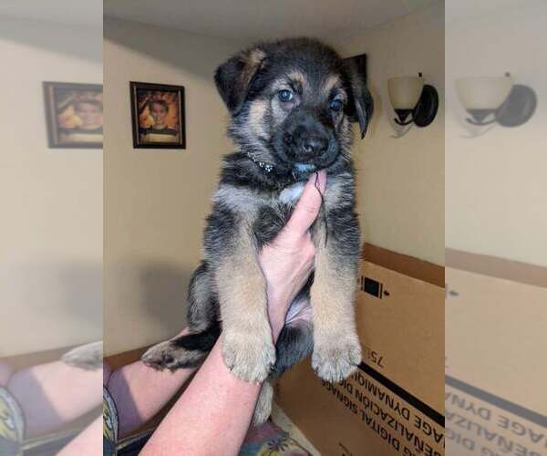 Medium Photo #10 German Shepherd Dog Puppy For Sale in KANSAS CITY, MO, USA