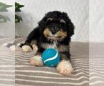 Small #3 Bernedoodle (Miniature)