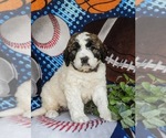 Small Photo #3 Saint Berdoodle Puppy For Sale in OXFORD, PA, USA