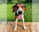 Buzz Lightyear - Male Treeing Walker Coonhound Dog for Adoption - Small photo