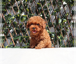 Poodle (Toy) Puppy for sale in LITTLEROCK, CA, USA
