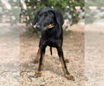 Small #2 Doberman Pinscher-Labrador Retriever Mix