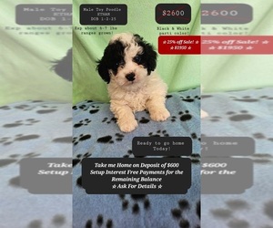 Poodle (Toy) Puppy for sale in TUCSON, AZ, USA