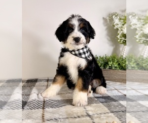 Bernedoodle (Miniature) Puppy for Sale in GREENFIELD, Indiana USA