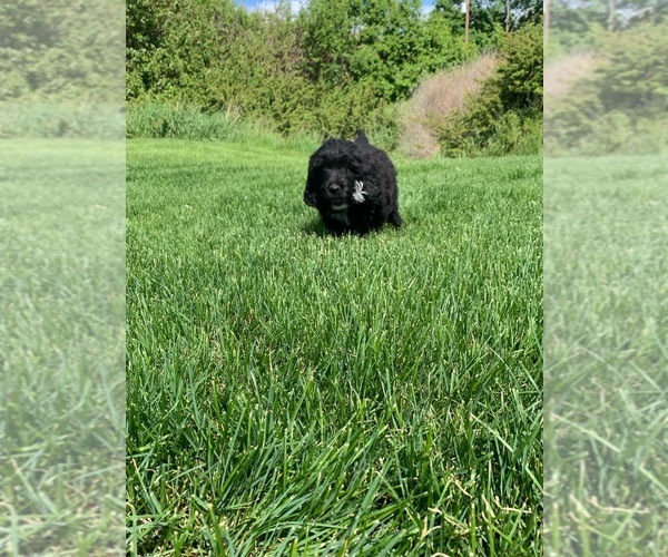 Medium Photo #5 Pyredoodle Puppy For Sale in PRESCOTT, WA, USA
