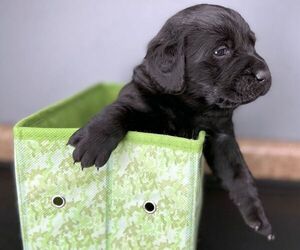 Labrador Retriever Puppy for sale in HOLMEN, WI, USA