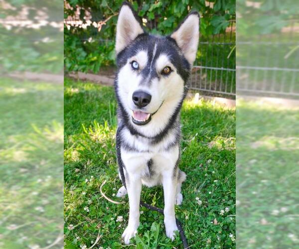 Medium Photo #3 - Mix Puppy For Sale in Sacramento, CA, USA