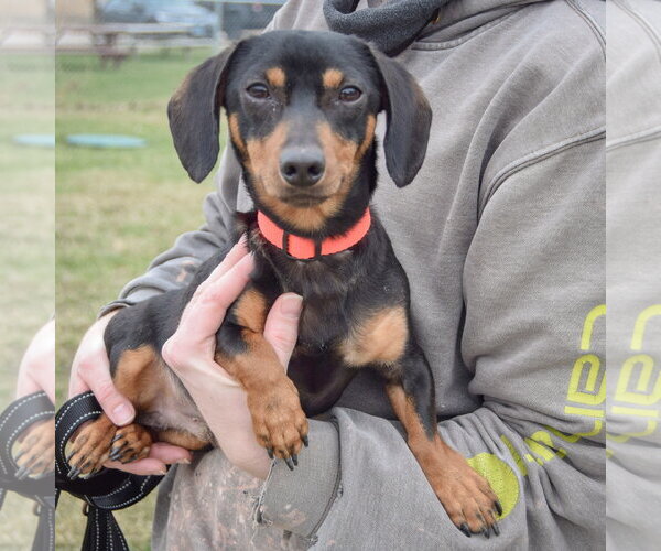 Medium Photo #3 Dachshund Puppy For Sale in Huntley, IL, USA