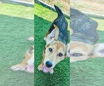 Small #4 Labrador Retriever Mix