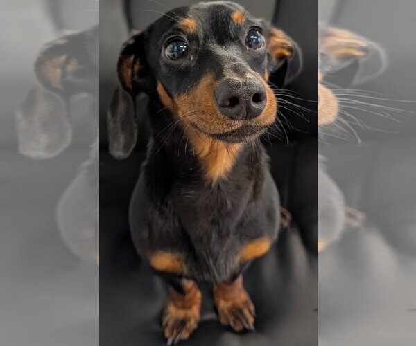 Medium Photo #1 Dachshund Puppy For Sale in Shelbyville, TN, USA