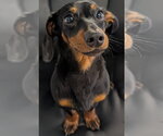 Small Dachshund