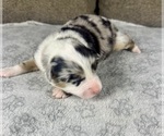 Small Photo #7 Australian Shepherd Puppy For Sale in SALISBURY, NC, USA