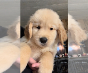 Golden Retriever Puppy for sale in SUN VALLEY, NV, USA