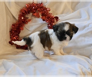 Shih Tzu Puppy for sale in MILLERSBURG, OH, USA