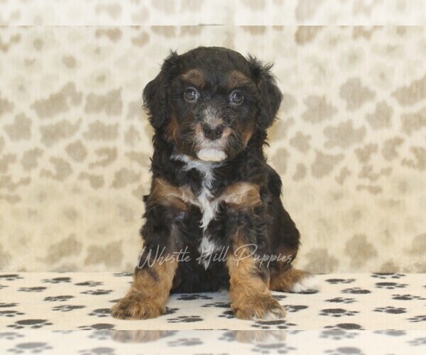 Medium Photo #3 Miniature Bernedoodle Puppy For Sale in DENVER, PA, USA