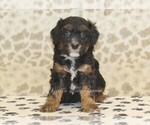 Small #2 Miniature Bernedoodle