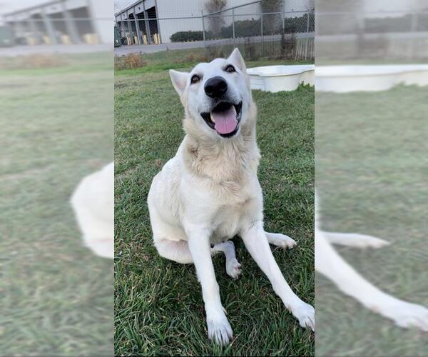 Medium Photo #2 German Shepherd Dog Puppy For Sale in Rosenberg, TX, USA