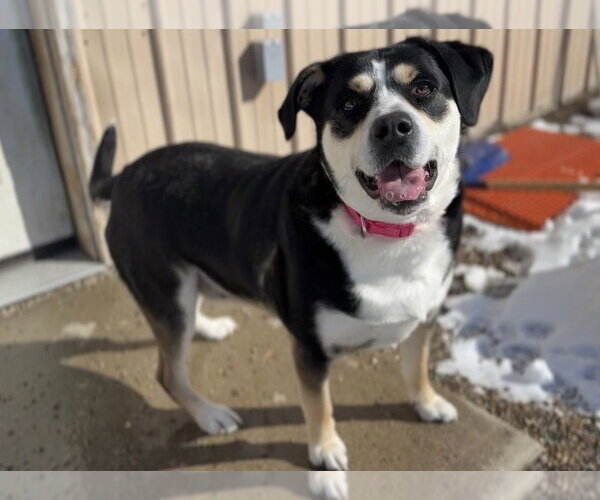 Medium Photo #3 Mutt Puppy For Sale in Bemidji, MN, USA