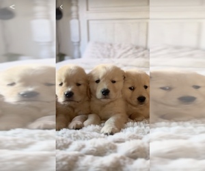 English Cream Golden Retriever Puppy for Sale in WOODSTOCK, Illinois USA