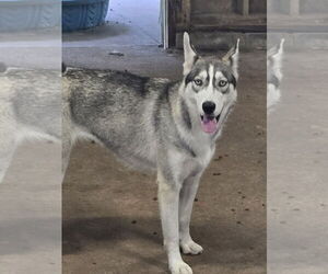 Tilly - ON HOLD - NO MORE APPLICATIONS - Female Siberian Husky Dog for Adoption - Photo #5