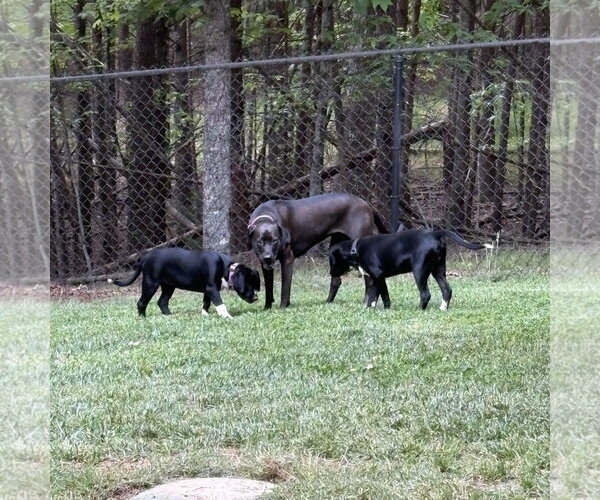 Medium Photo #5 Labrador Retriever-Unknown Mix Puppy For Sale in Blairsville, GA, USA