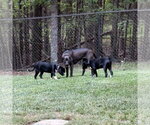 Small #4 Labrador Retriever Mix