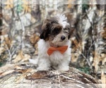 Small #5 ShihPoo