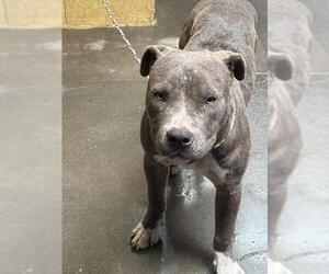 American Pit Bull Terrier Dogs for adoption in Stockton, CA, USA