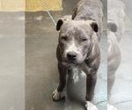 Small American Pit Bull Terrier
