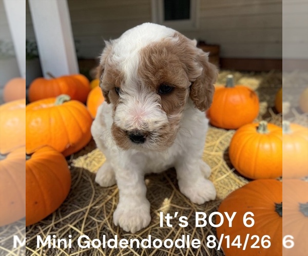 Medium Photo #10 Goldendoodle (Miniature) Puppy For Sale in MONTPELIER, OH, USA