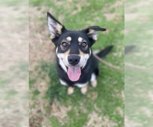 Labsky Dogs for adoption in Evansville, IN, USA