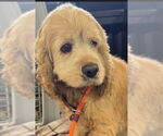 Small #2 Cocker Spaniel
