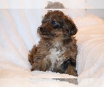 Small #4 Yorkiepoo mix (+ Poodle Toy)