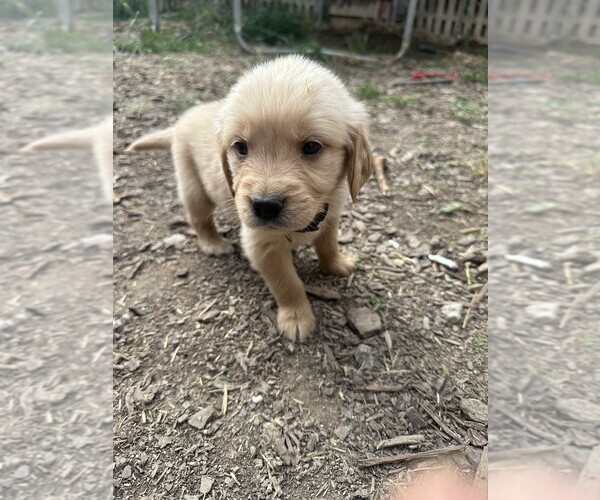 Medium Photo #1 Golden Retriever Puppy For Sale in CHARLES TOWN, WV, USA