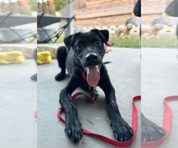 Medium Photo #5 Labrador Retriever Puppy For Sale in San Diego, CA, USA