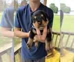 Small Photo #3 Rottweiler Puppy For Sale in SYLVANIA, AL, USA