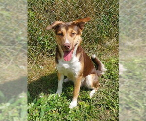 Mutt Dogs for adoption in Lake City, MI, USA