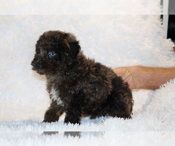 Medium Photo #9 Poodle (Toy) Puppy For Sale in DYERSBURG, TN, USA