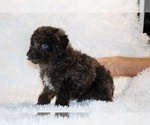 Small #8 Poodle (Toy)