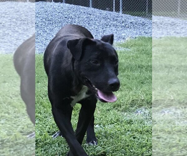 Medium Photo #1 Labrador Retriever-Unknown Mix Puppy For Sale in Albemarle, NC, USA