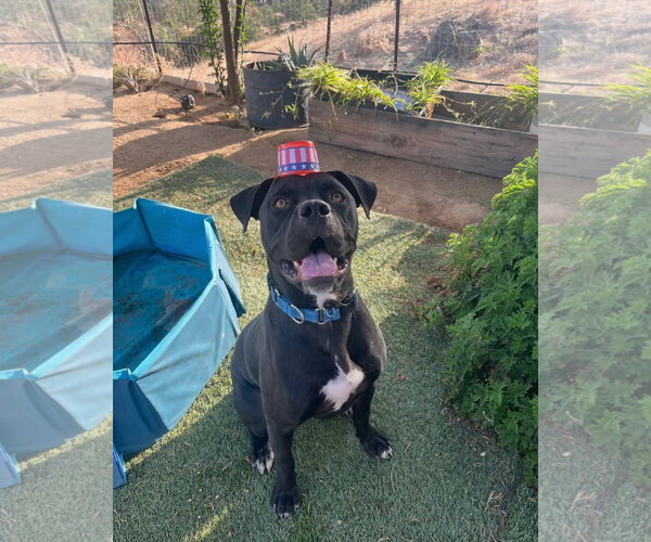 Medium Photo #4 Mutt Puppy For Sale in Goodyear, AZ, USA