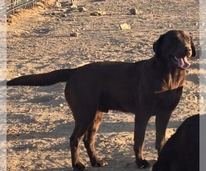 Father of the Labrador Retriever puppies born on 05/02/2025