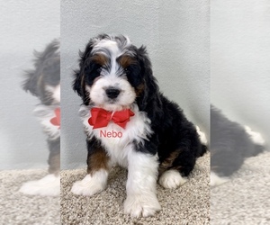 Miniature Bernedoodle Puppy for sale in MILLERSBURG, OH, USA