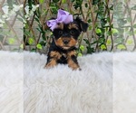 Violet - Female Yorkshire Terrier Puppy for Sale - Small photo