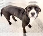 Small #1 Mutt