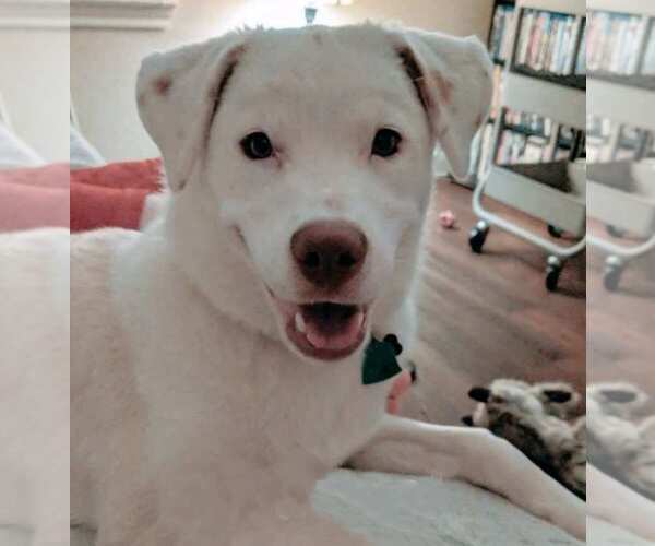 Medium Photo #1 Labrador Retriever-Unknown Mix Puppy For Sale in AUSTIN, TX, USA