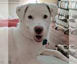 Small Photo #1 Labrador Retriever-Unknown Mix Puppy For Sale in AUSTIN, TX, USA