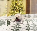 Puppy Puppy 6 Labrador Retriever