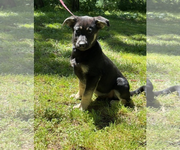 Medium Photo #3 German Shepherd Dog-Unknown Mix Puppy For Sale in HOPKINSVILLE/PRINCETON, KY, NH, USA