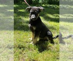 Small #2 German Shepherd Dog Mix